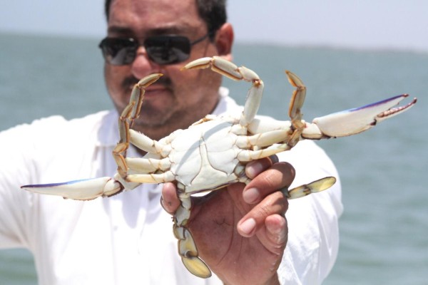 Adelanta SADER temporada de captura de jaiba en Sinaloa y Sonora