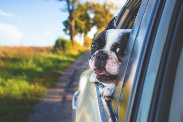 5 consejos a considerar antes de viajar con tu perro