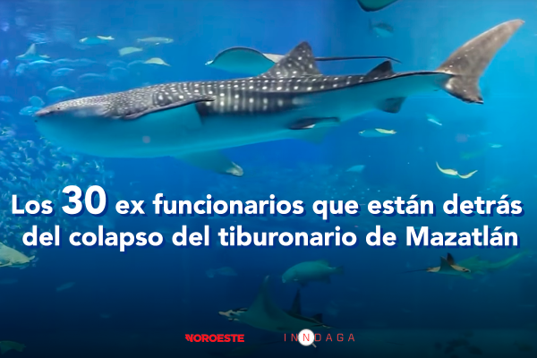 El cardumen que colapsó el Tiburonario