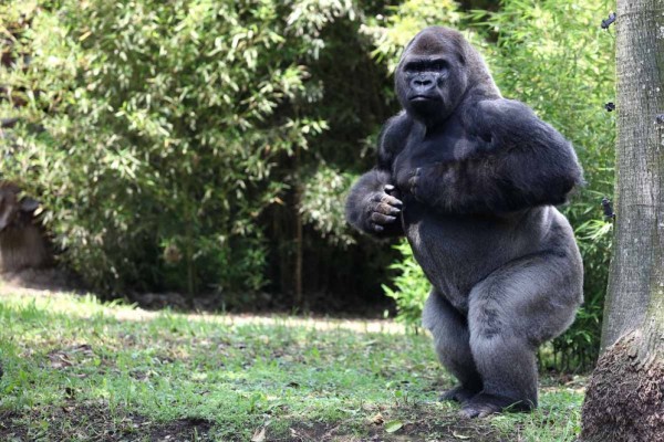 Buscan perpetuar la especie