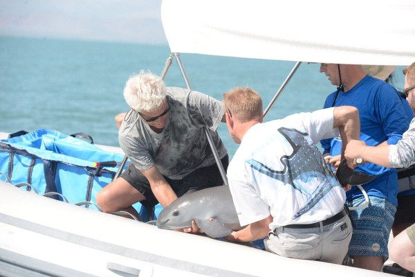 Rescatan ejemplar de vaquita marina en el Golfo de California