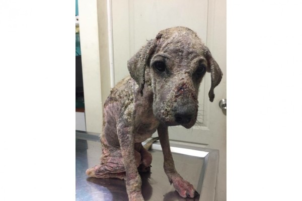 Piden apoyo para 'Yeyo', perro rescatado en Culiacán