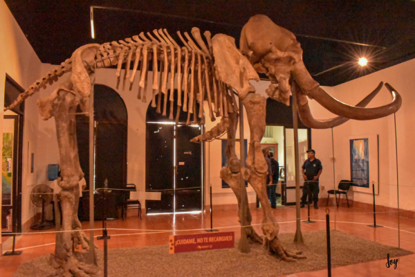 El mamut de Ecatepec deja huella en Mazatlán&nbsp;