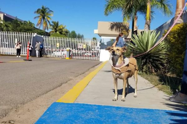 Con mascotas, el 28 de enero animalistas acudieron al Congreso de Sinaloa para que se aprobara el dictamen de protección animal