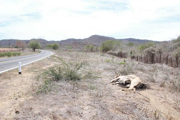 El estiaje mantiene los campos áridos.