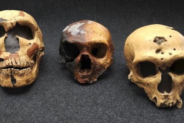 ¿El canibalismo entre Neandertales acabó con ellos? Estudio sugiere que sí