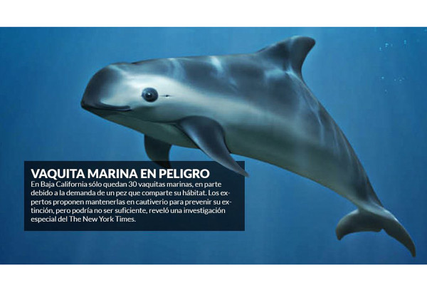 Van delfines al rescate de la vaquita marina