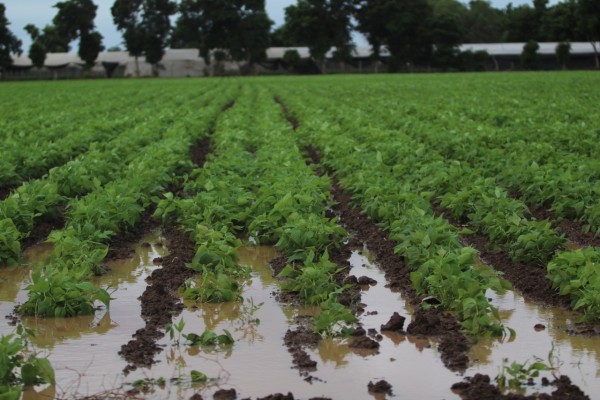 Por lluvias, 14 mil hectáreas de frijol están en riesgo en Guasave