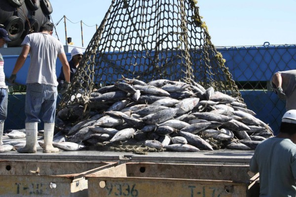 El 20 de enero arrancan capturas de atún en el Pacífico