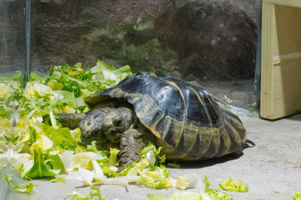 Cumple 20 años tortuga bicéfala