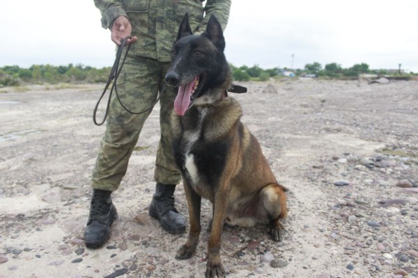 Ulluco es el perro rescatista que halló cuerpo de Andrea en el río