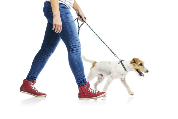 Tu Casa: Sigue estos 7 mandamientos al pasear a tu perro