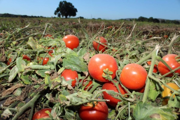 AMLO celebra acuerdo para que no haya aranceles al tomate mexicano en EU