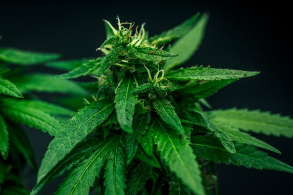 Diputados federales analizan su postura ante la próxima votación de la Ley de Regulación del Cannabis