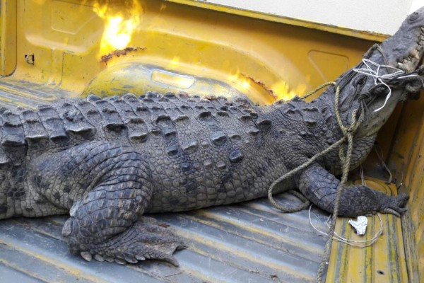 Capturan vecinos de Santa Fe un cocodrilo en un canal pluvial en Mazatlán