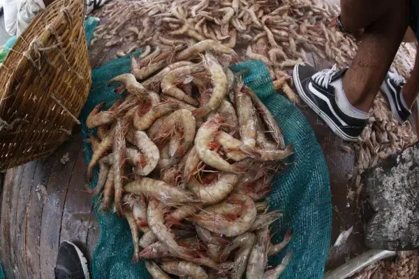 El líder pesquero aseguró que la pesca no ha sido buena esta temporada.