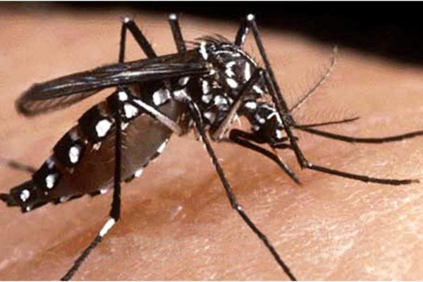 A la baja dengue en La Cruz