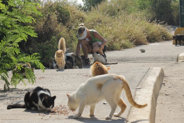 El Faro de Mazatlán no es un refugio de gatos, aclara Patronato