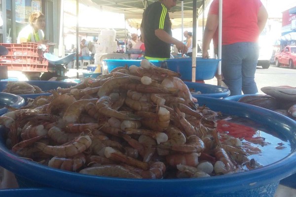El precio del camarón está repuntando.