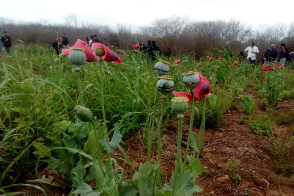 Destruye Ejército este año en Sinaloa 7 mil 500 hectáreas de amapola