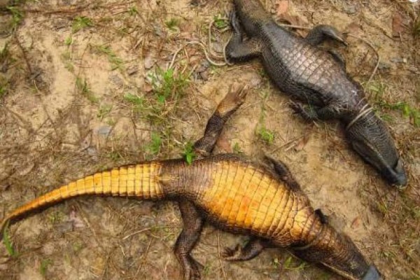 Una nueva especie de cocodrilos subterráneos viven en cuevas de África