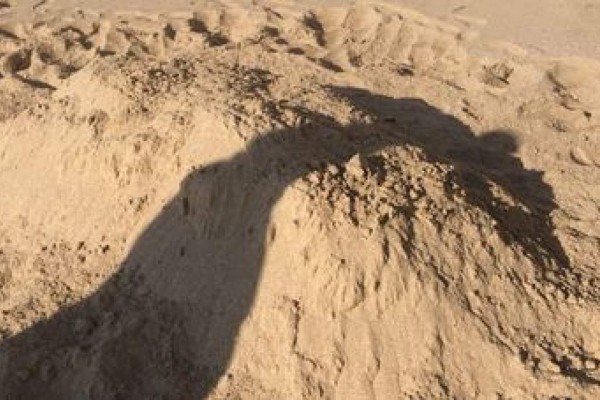 Sepulta Profepa restos putrefactos de lobo marino en Mazatlán