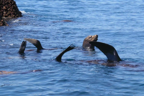 Regresan los lobos marinos a Mazatlán; lo califican como hecho histórico"
