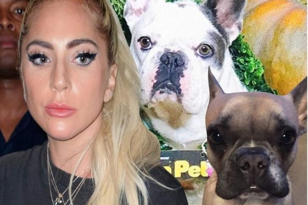 Atacan al cuidador de los perros de Lady Gaga; le roban dos de sus cachorros