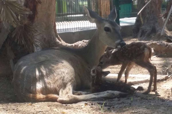 Nacen dos crías de venado cola blanca