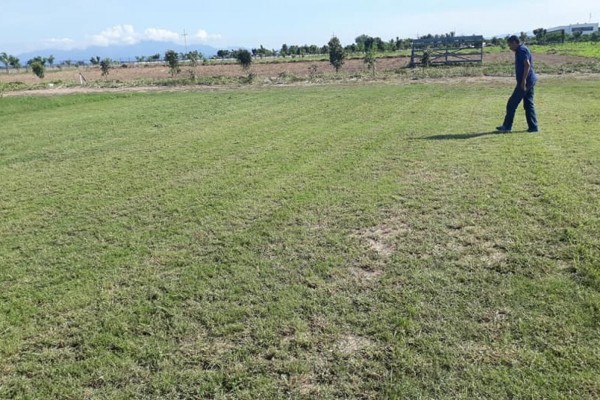 Avanza empastado de campos en Elota