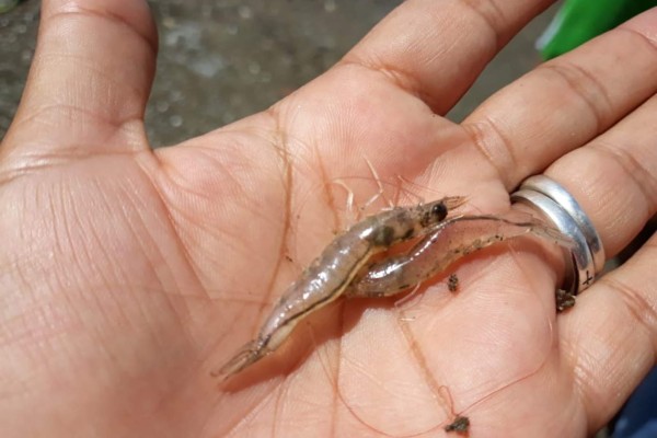 Tamaño del camarón obliga a la autoveda en esteros de Escuinapa