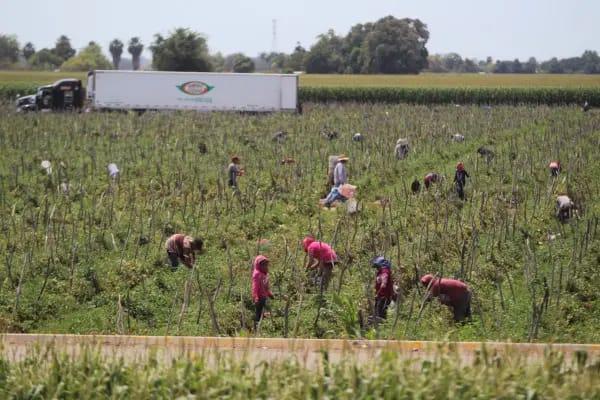 Campos agrícolas de Sinaloa registran interrupciones de labores por eventos violentos: AARC