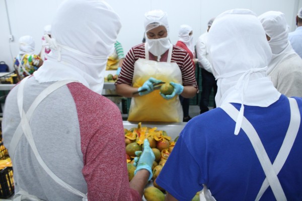 Expone empacador los retos de exportar mango en tiempo de pandemia