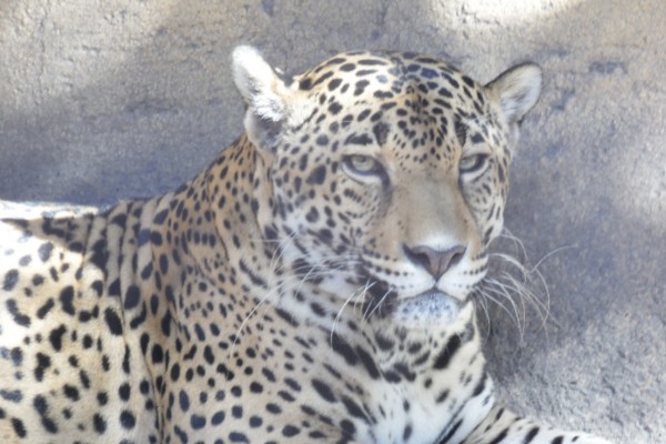 Jóvenes de Sinaloa trabajan a favor de la conservación del jaguar