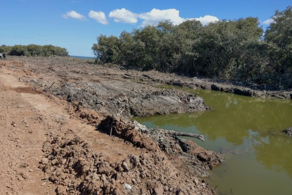 Denuncian devastación de mangle en Bahía de Ohuira