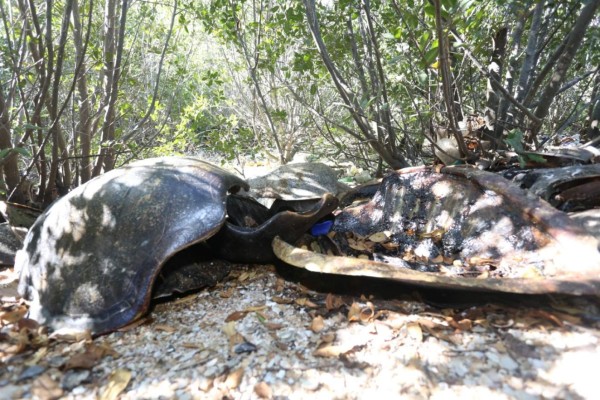 En Mazatlán, hallan tiradero clandestino de caparazones de tortuga golfina en la Isla de la Piedra