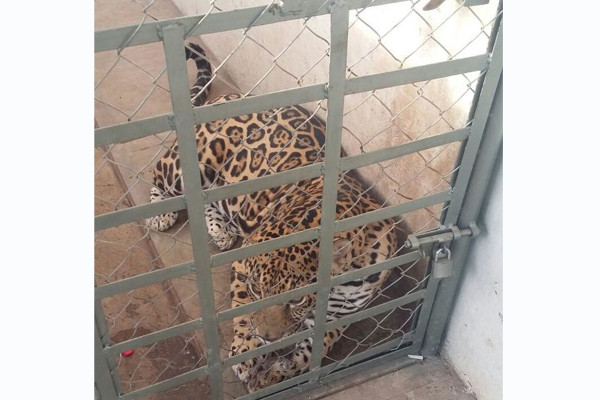 En operativo militar en Culiacán, aseguraron armas y hasta un jaguar