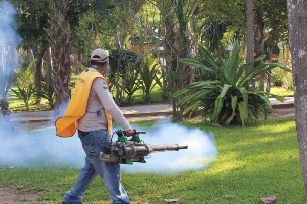 A la baja dengue, zika y chikungunya: Salud
