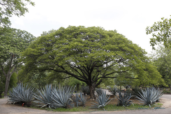 Para subsistir, el Jardín Botánico en Culiacán requiere de los donativos de los asistentes