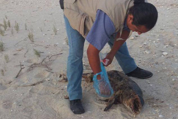  Otra Vaquita Marina Es Hallada Muerta 