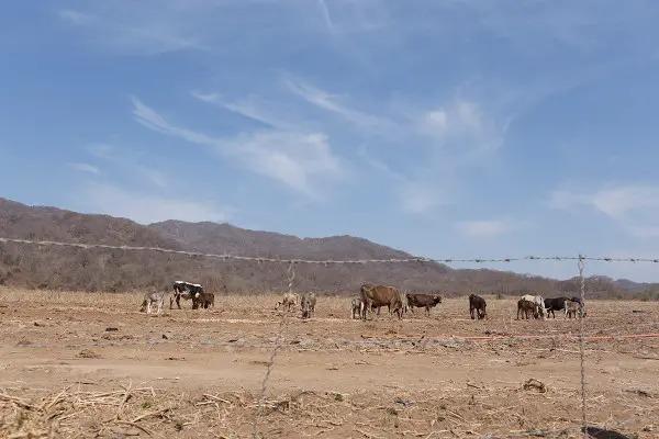 $!Daños por incendios forestales aumentan exponencialmente en Sinaloa