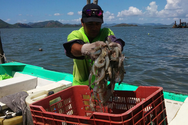 Es irregular el volumen de capturas de camarón