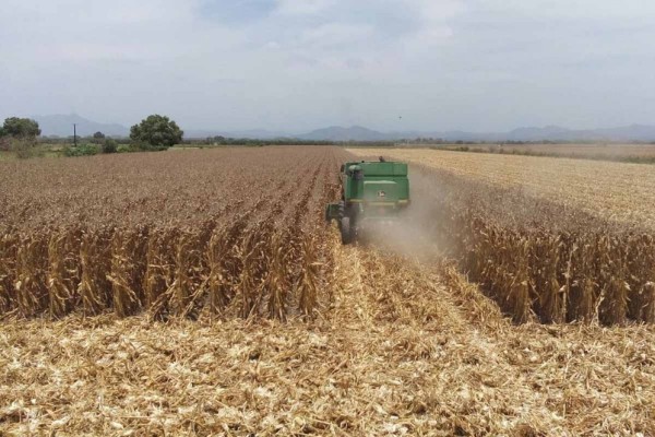 Exigen productores agrícolas de Sinaloa cumplimiento en precio del maíz al Gobierno federal