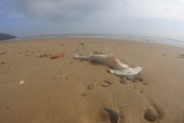 Australiano descubre al menos una docena de tiburones muertos en la playa de Louisa Creek