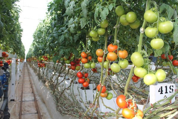 Los productores de tomate esperan una respuesta por parte del Departamento de Comercio en Washington D. C. para que se logre un acuerdo.