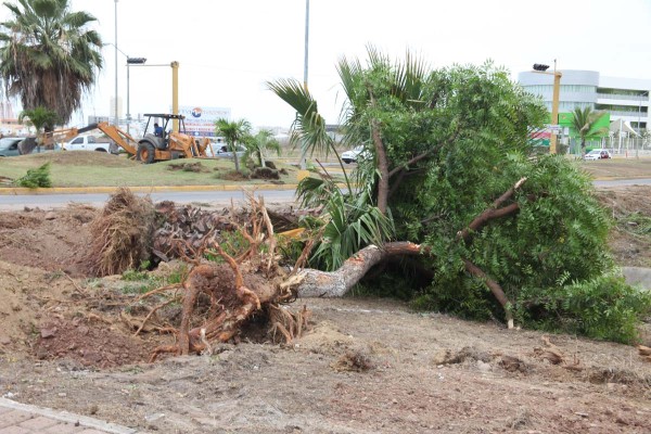 Construyen nueva glorieta en La Marina y tumban árboles