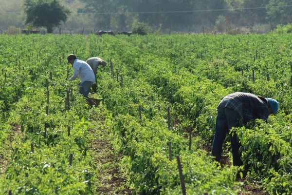 Gobierno de Sinaloa lanza licitación para asegurar 40 mil hectáreas agrícolas; deja fuera a Ahome, Guasave y Navolato