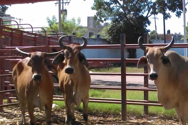 $!Aceites esenciales podrían suplir a antibióticos en producción de ganado: estudio