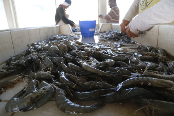‘Caerá dls. 80 millones exportación de camarón’