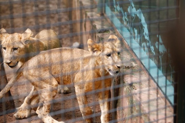 Llegan dos leones de barbary al Zoológico de Culiacán, una especie más grande que el león africano común